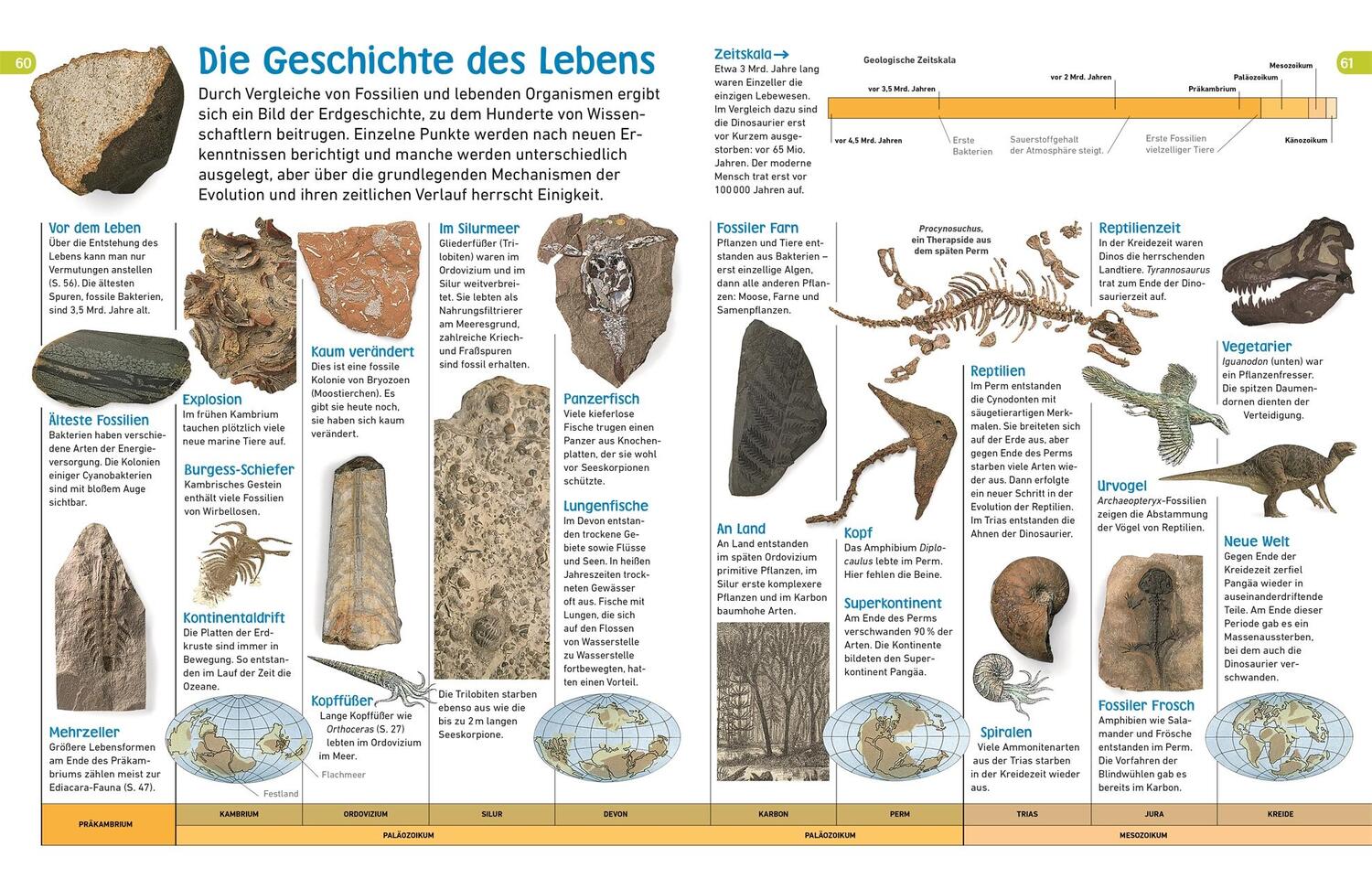 Bild: 9783831035465 | memo Wissen entdecken. Evolution | Buch | memo - Wissen entdecken