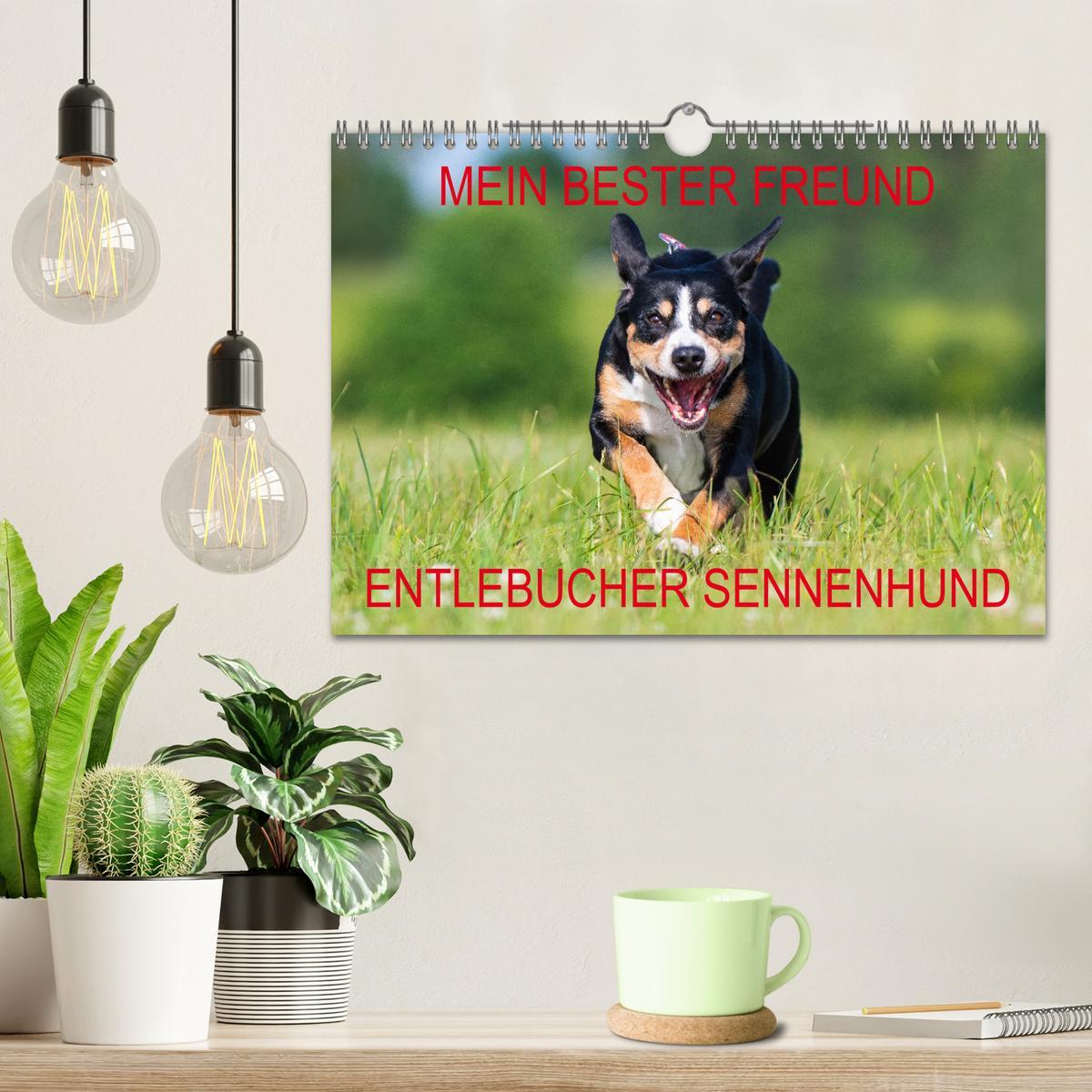 Bild: 9783435313518 | Mein bester Freund - Entlebucher Sennenhund (Wandkalender 2025 DIN...