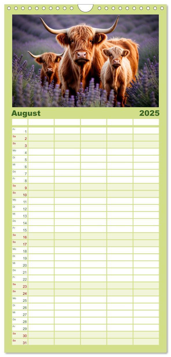 Bild: 9783457135563 | Familienplaner 2025 - Highland Kühe mit 5 Spalten (Wandkalender, 21...