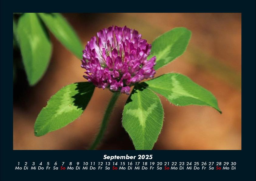 Bild: 9783755993346 | Blumenkalender 2025 Fotokalender DIN A4 | Tobias Becker | Kalender