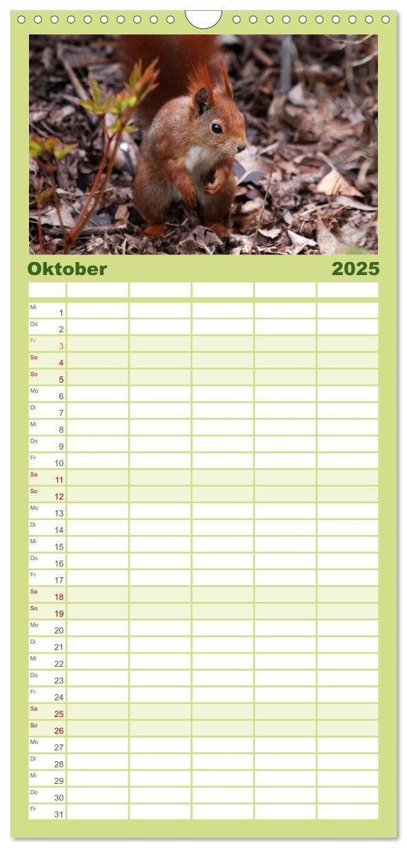 Bild: 9783457111062 | Familienplaner 2025 - Eichhörnchen mit 5 Spalten (Wandkalender, 21...