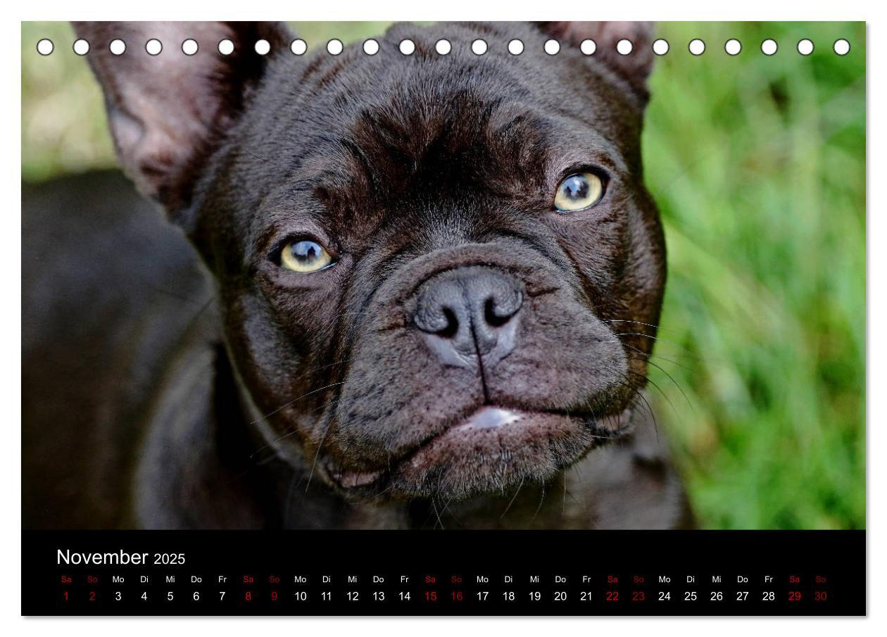 Bild: 9783435370573 | Französische Bulldoggen - Schutzengel auf 4 Pfoten (Tischkalender...