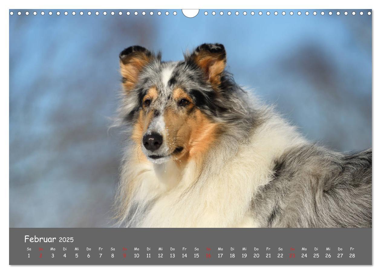 Bild: 9783435314089 | Einmal Collie - immer Collie (Wandkalender 2025 DIN A3 quer),...