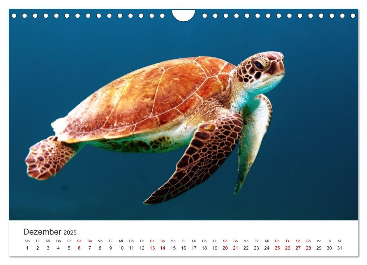 Bild: 9783383997839 | Schildkröten - Die gepanzerten Tiere. (Wandkalender 2025 DIN A4...