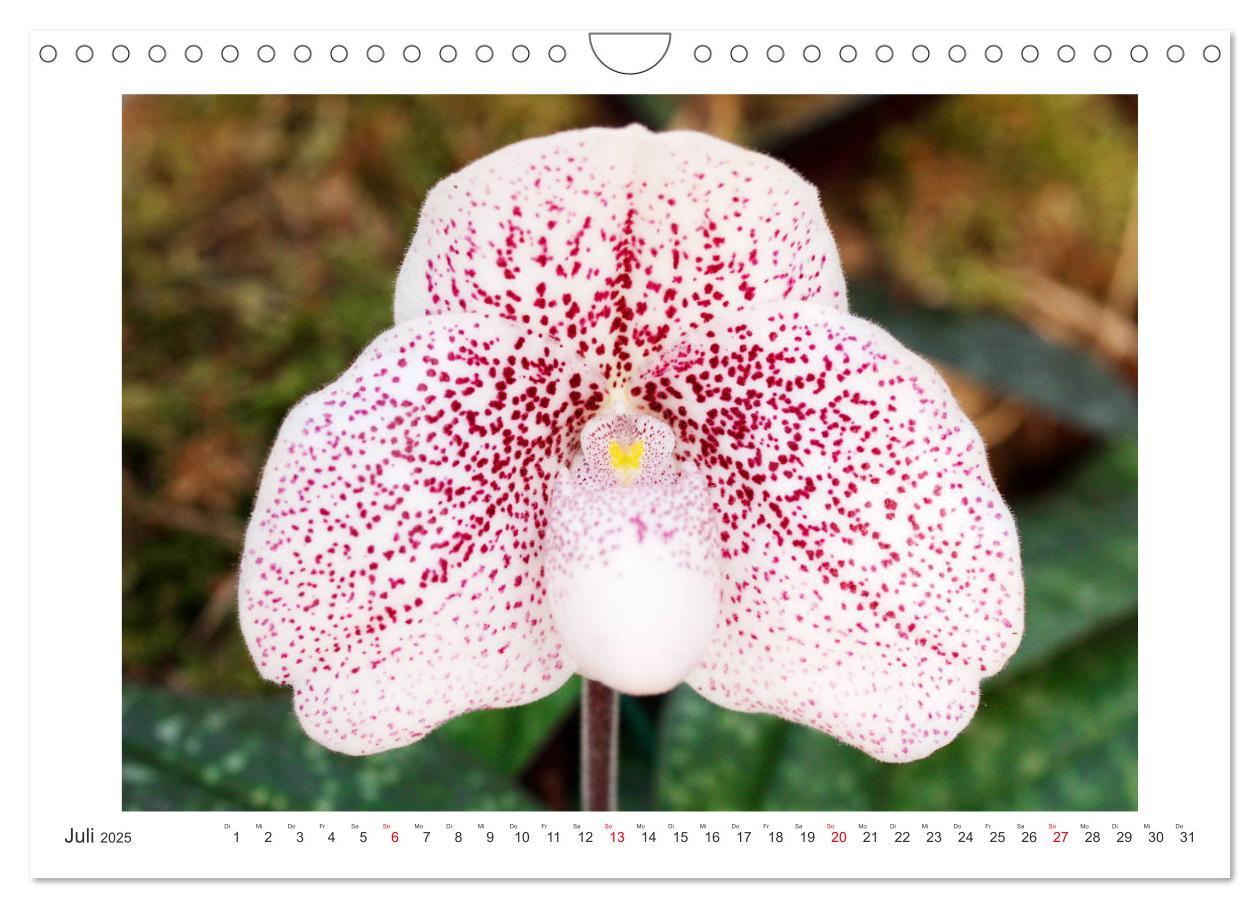 Bild: 9783435289455 | Orchideen Feuerwerk der Farben (Wandkalender 2025 DIN A4 quer),...