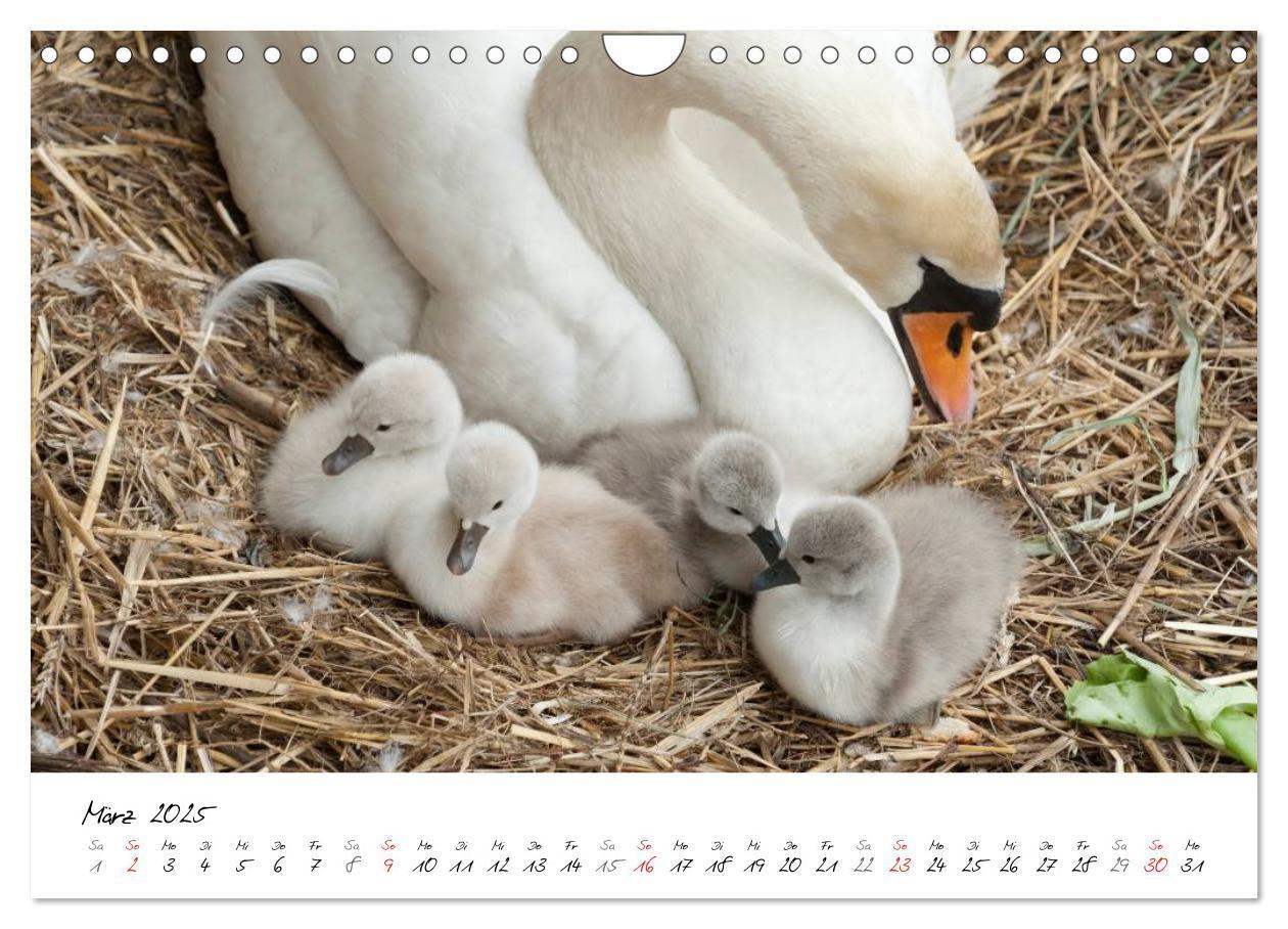 Bild: 9783435651313 | Vom Küken zum Schwan (Wandkalender 2025 DIN A4 quer), CALVENDO...