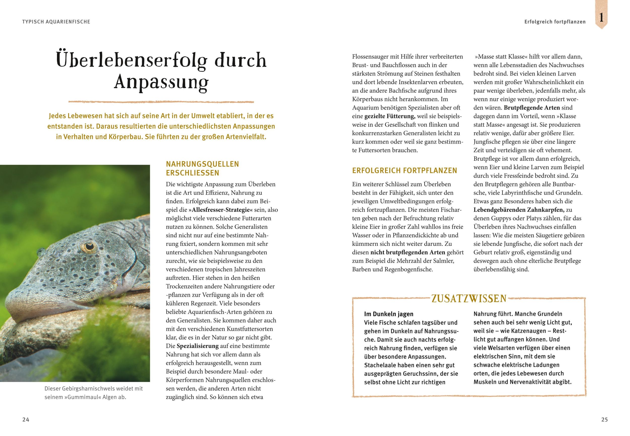 Bild: 9783833848513 | Faszinierendes Aquarium | Ulrich Schliewen | Taschenbuch | 144 S.