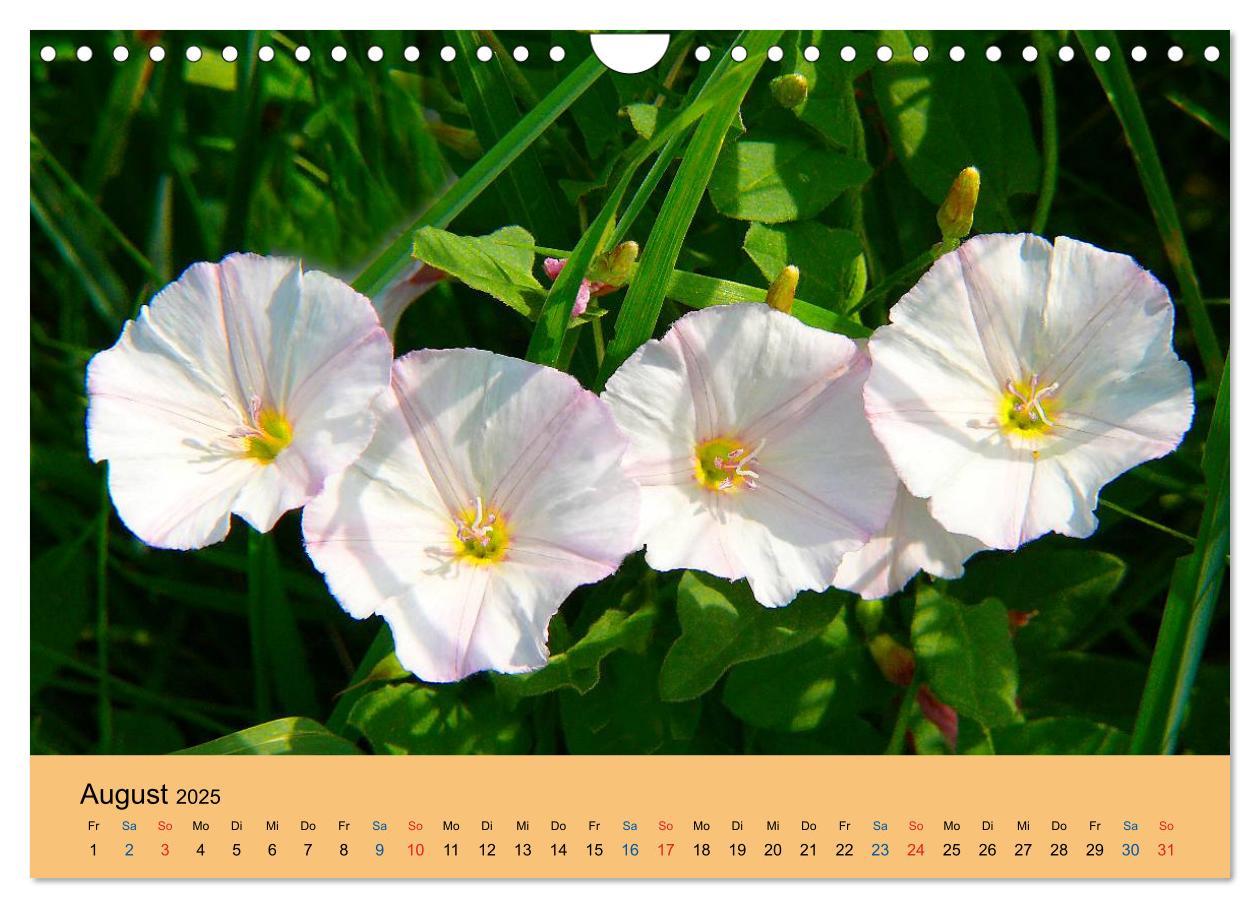 Bild: 9783435775132 | Wildblumen 2025 (Wandkalender 2025 DIN A4 quer), CALVENDO...