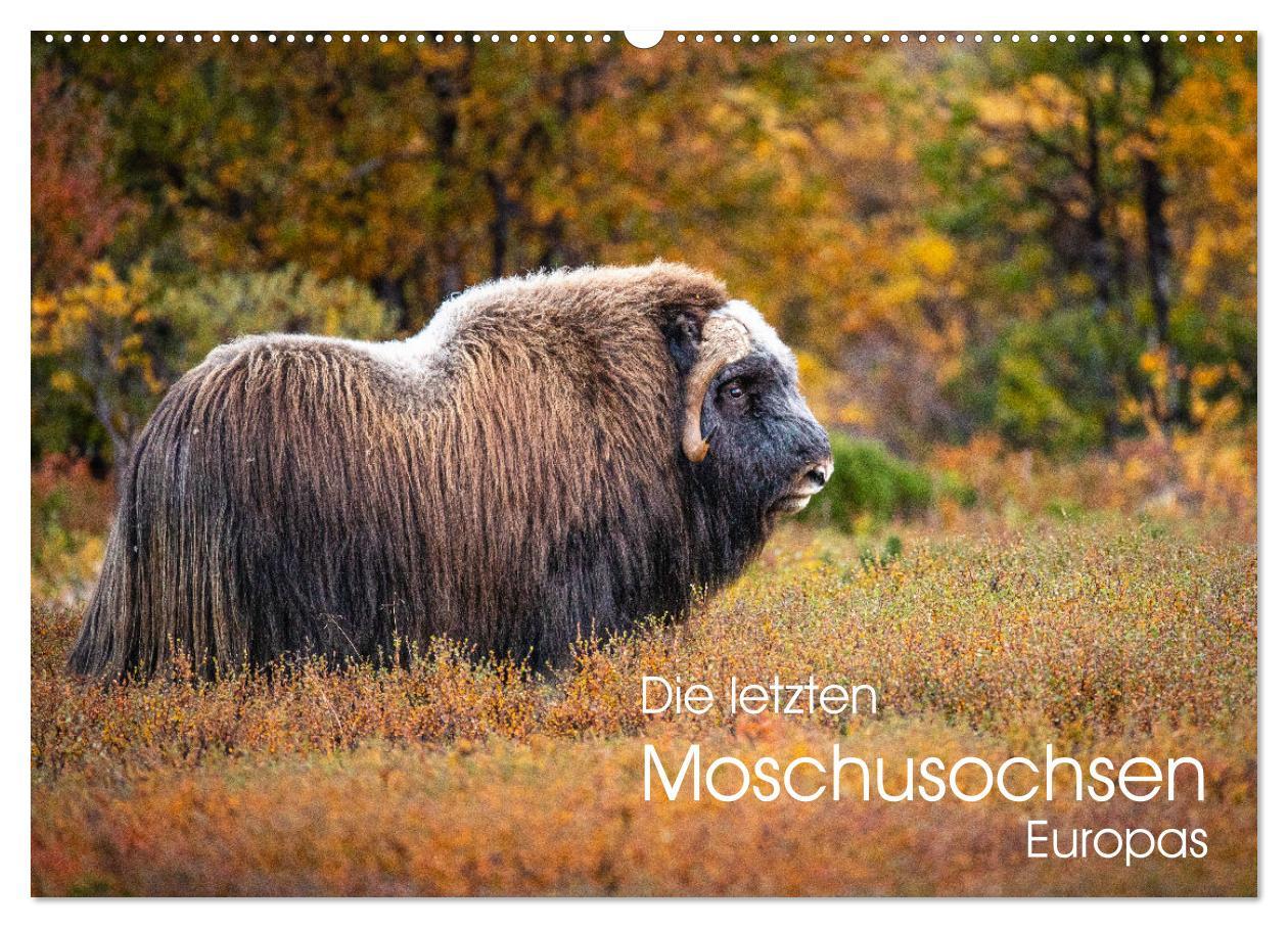 Cover: 9783383955822 | Die letzten Moschusochsen Europas (Wandkalender 2025 DIN A2 quer),...