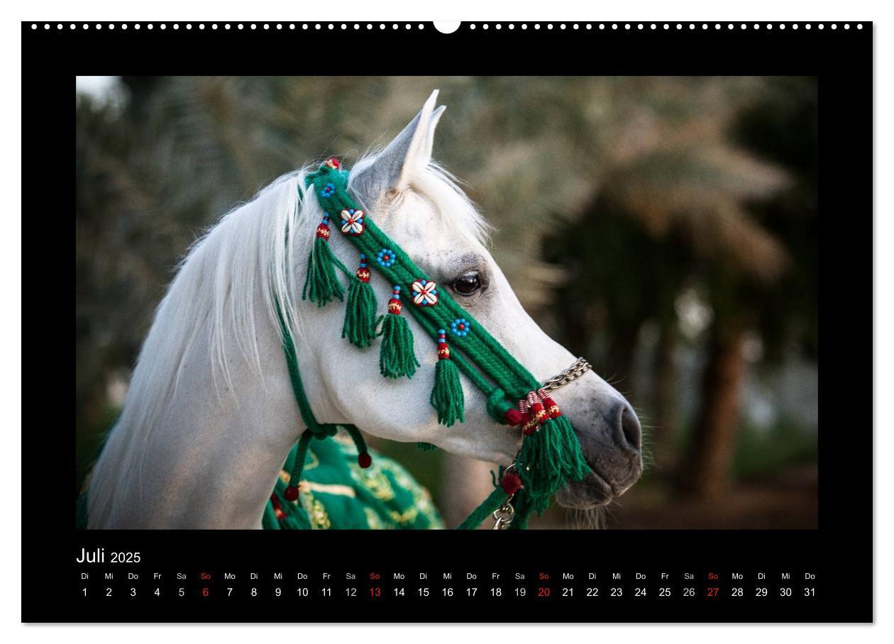 Bild: 9783435788941 | Vollblutaraber (Wandkalender 2025 DIN A2 quer), CALVENDO...