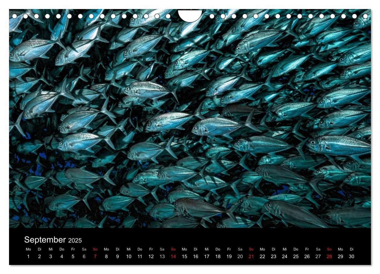 Bild: 9783435611751 | Fischschwärme (Wandkalender 2025 DIN A4 quer), CALVENDO Monatskalender