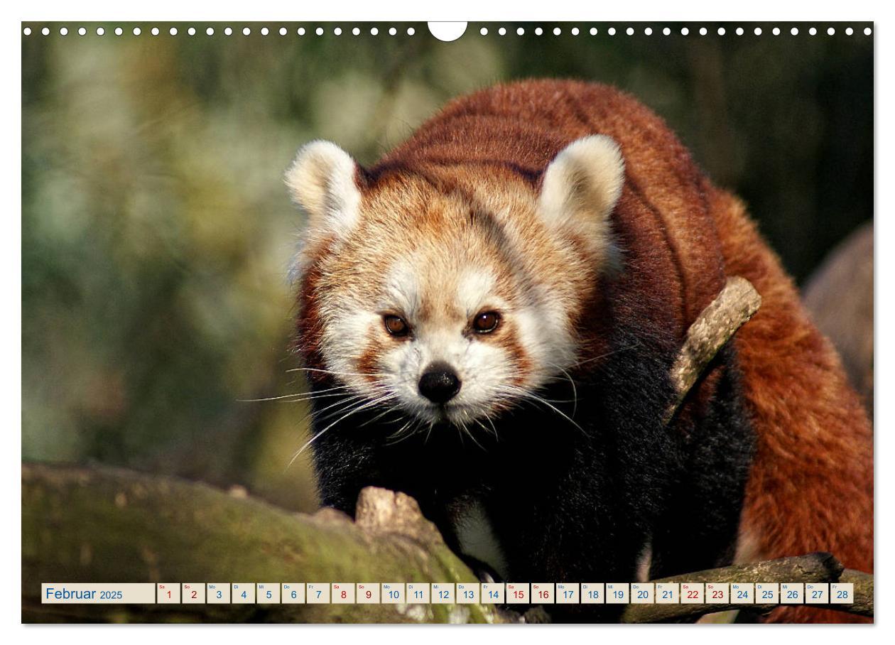 Bild: 9783435357192 | Kleiner Panda auf Entdeckungstour (Wandkalender 2025 DIN A3 quer),...