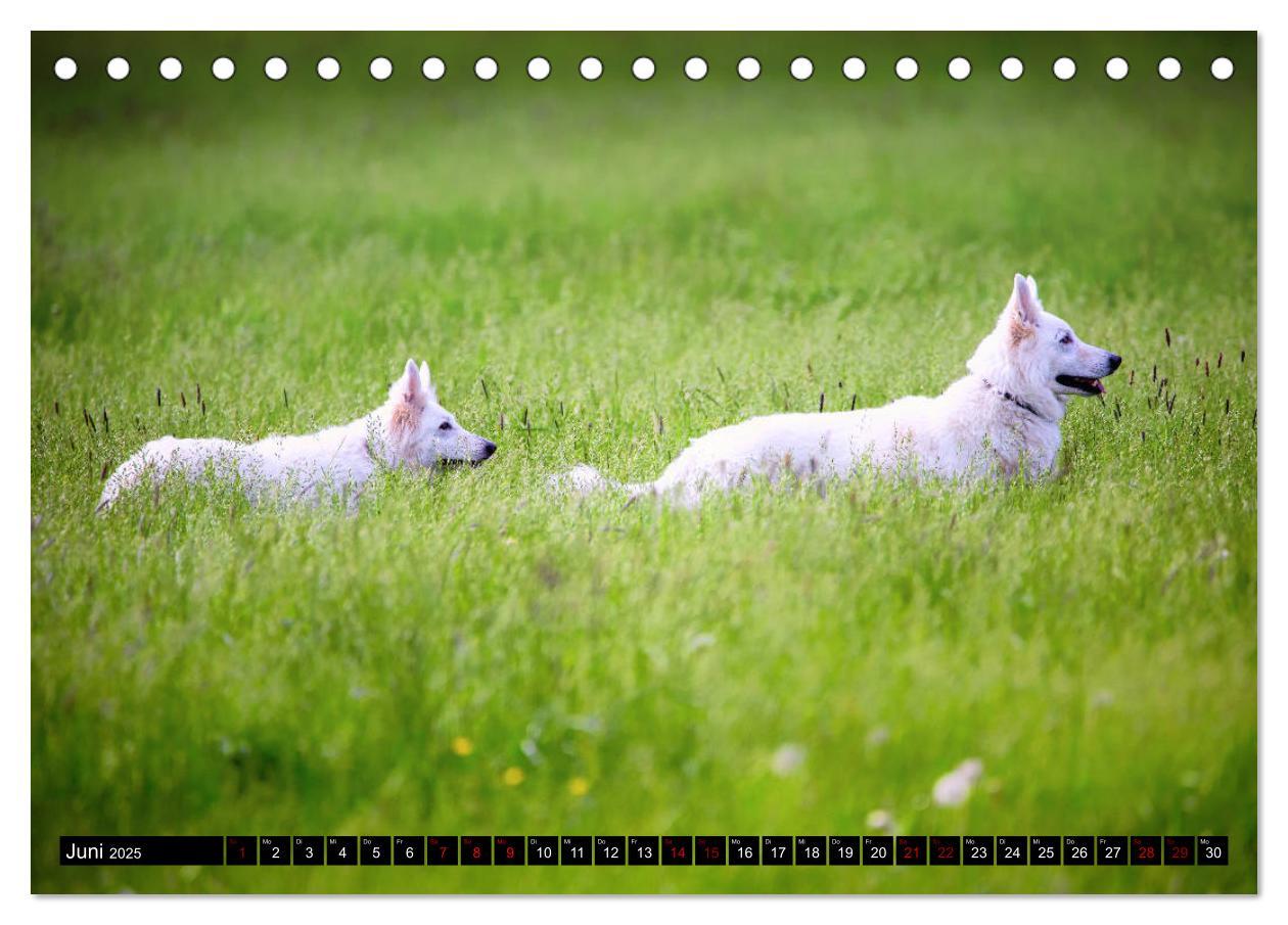 Bild: 9783435414574 | Weiße Schäferhunde in schönen Landschaften (Tischkalender 2025 DIN...