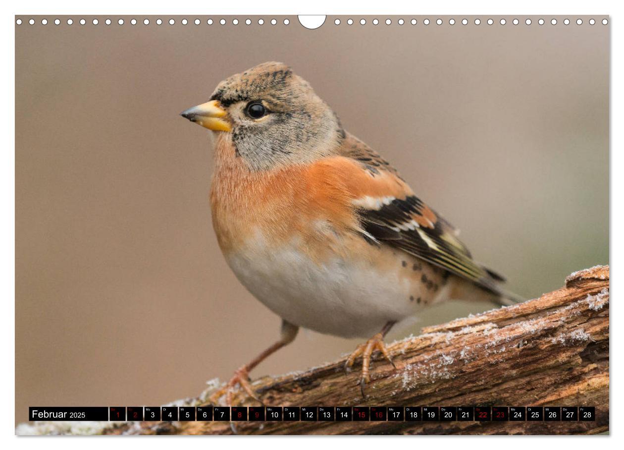 Bild: 9783435381128 | Vögel aus dem Garten (Wandkalender 2025 DIN A3 quer), CALVENDO...