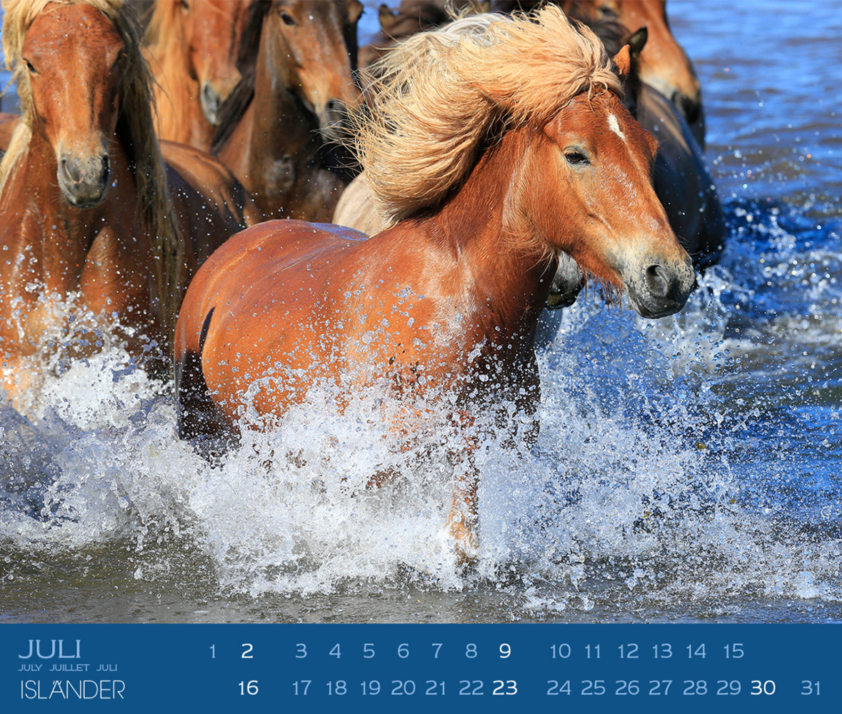 Bild: 9783964120748 | Isländer 2025 | Isländische Pferde | Gabriele Boiselle | Kalender