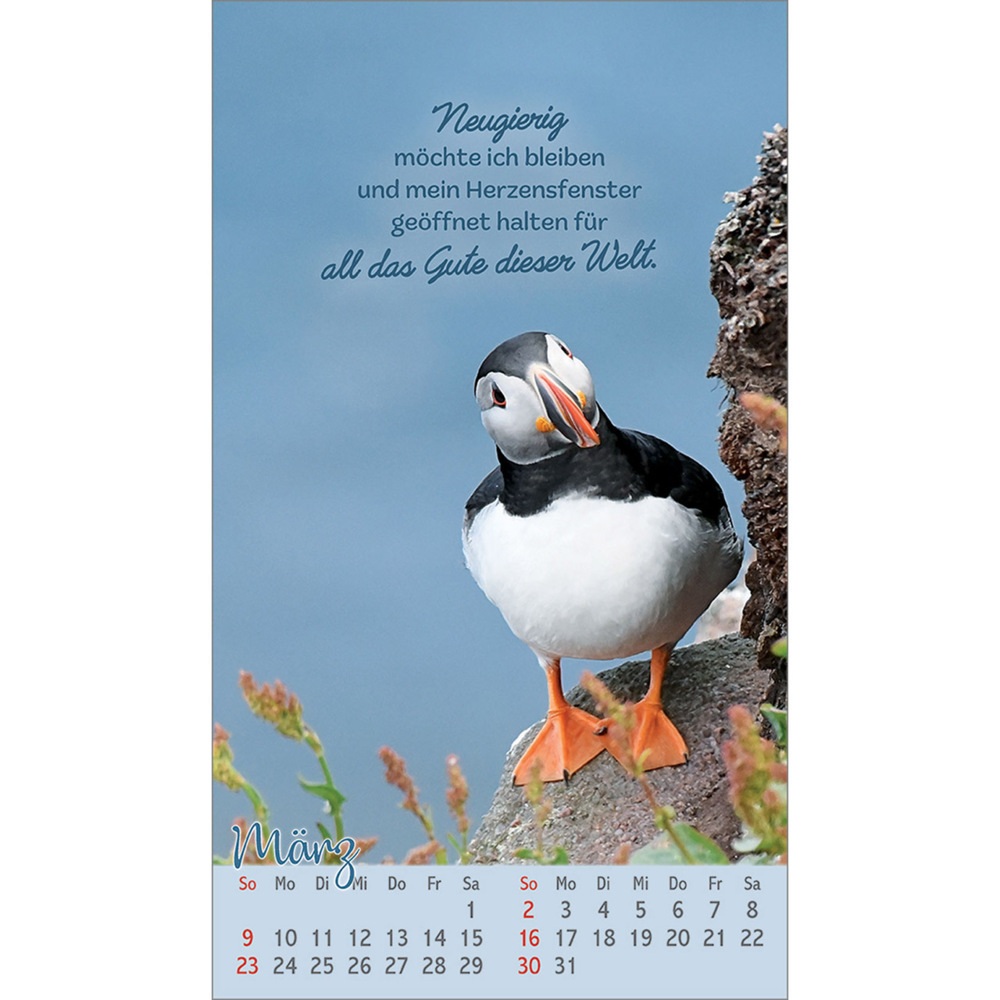 Bild: 9783754879757 | Beflügelt und geborgen | Vögel 2025 | Kalender | 13 S. | Deutsch