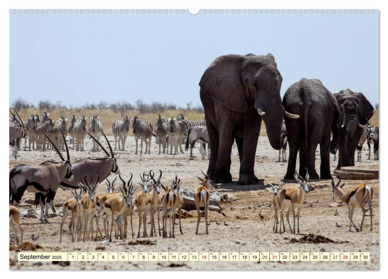 Bild: 9783435491292 | Wildes Leben in Botswana (Wandkalender 2025 DIN A2 quer), CALVENDO...