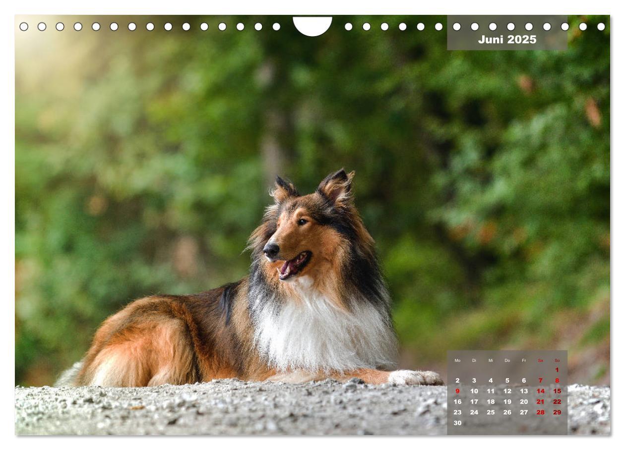 Bild: 9783435110919 | Typisch Collie (Wandkalender 2025 DIN A4 quer), CALVENDO...