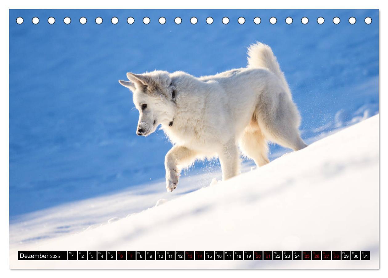 Bild: 9783435414574 | Weiße Schäferhunde in schönen Landschaften (Tischkalender 2025 DIN...