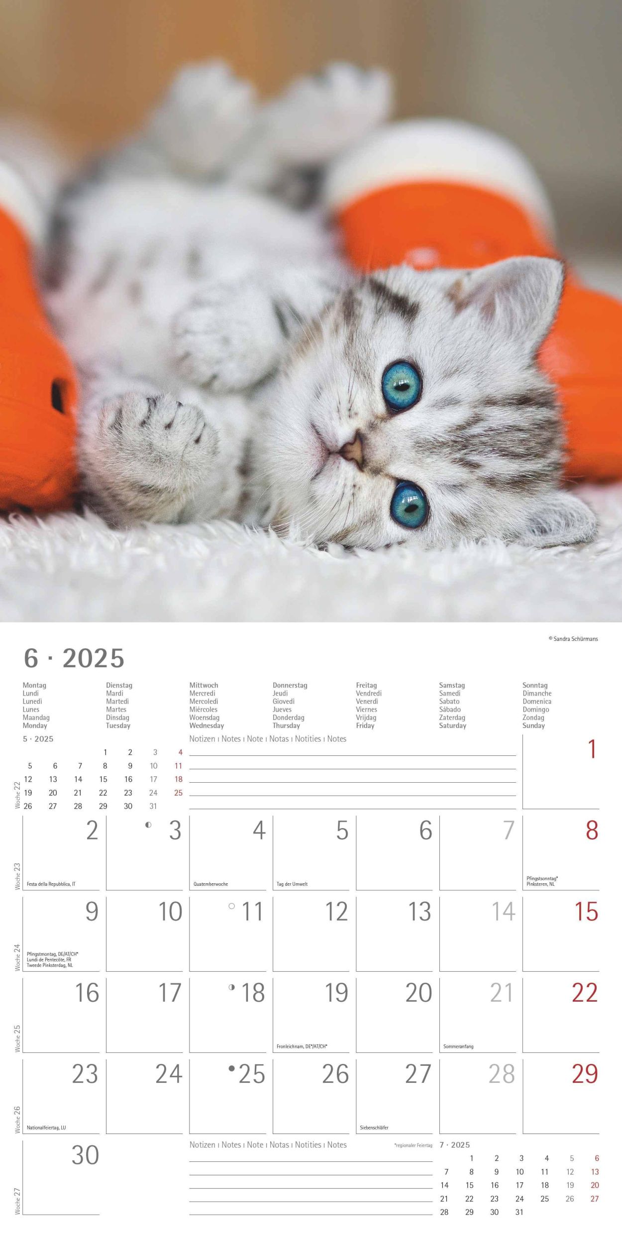 Bild: 4251732340681 | Katzenbabys 2025 - Broschürenkalender 30x30 cm (30x60 geöffnet) -...