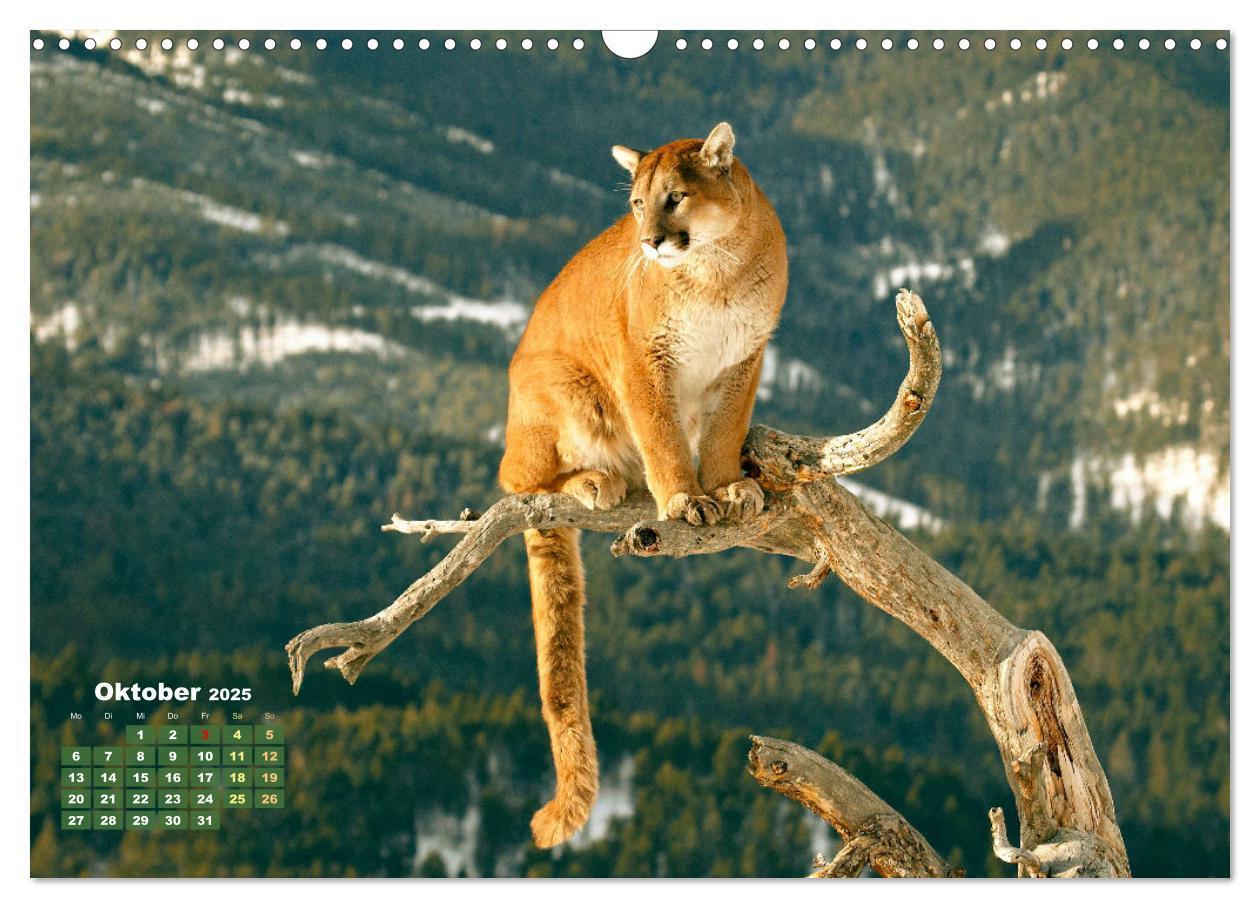 Bild: 9783383778087 | Puma: Auf leisen Pfoten (Wandkalender 2025 DIN A3 quer), CALVENDO...