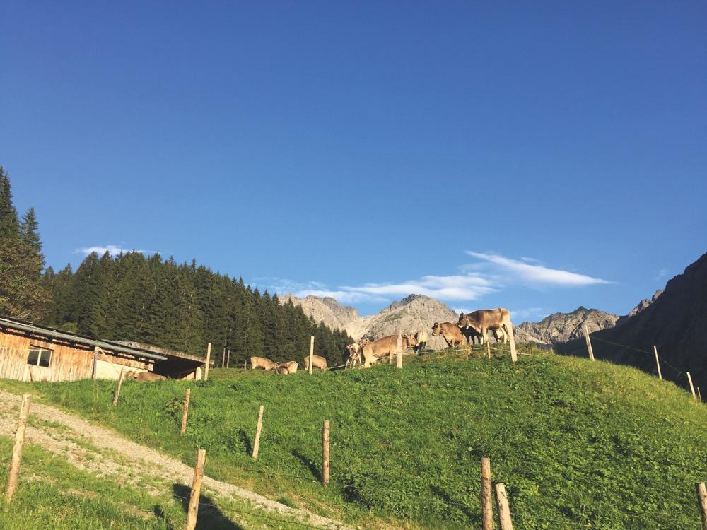 Bild: 9783959612722 | Sehnsuchtsküche Alm | 55 echte Hüttenrezepte aus den Alpen | Buch