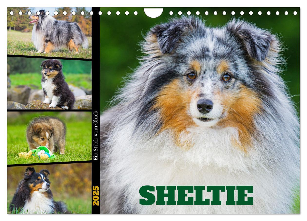 Cover: 9783457169902 | Sheltie - Ein Stück vom Glück (Wandkalender 2025 DIN A4 quer),...