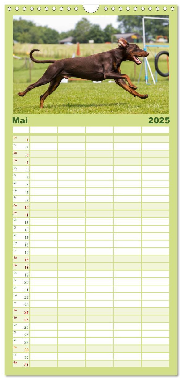 Bild: 9783457112137 | Familienplaner 2025 - Dobermann mit 5 Spalten (Wandkalender, 21 x...