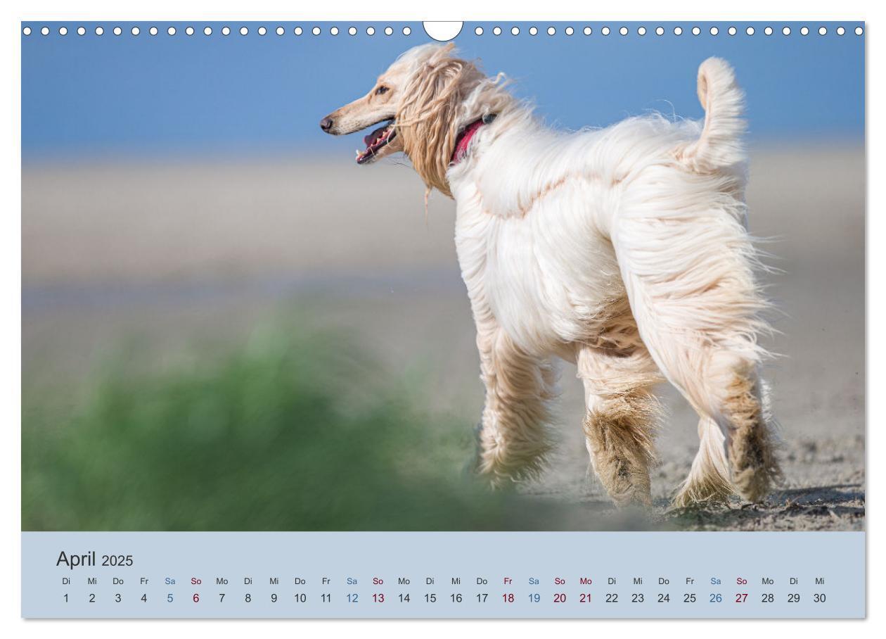 Bild: 9783435413324 | AFGHANISCHE WINDHUNDE 2025 (Wandkalender 2025 DIN A3 quer),...