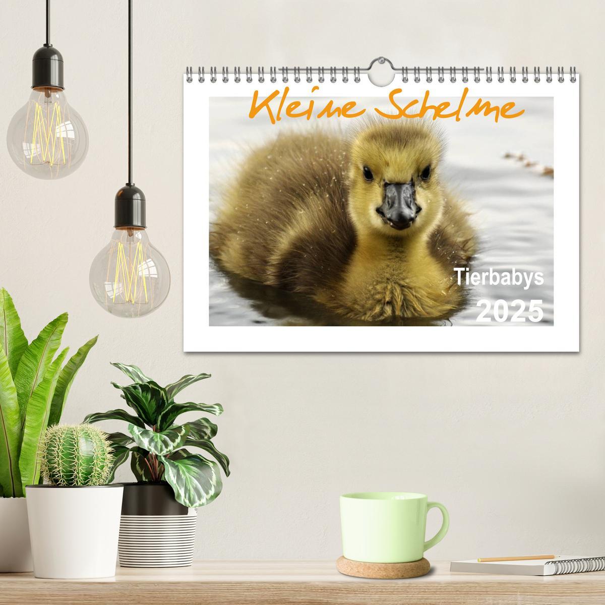 Bild: 9783435840120 | Kleine Schelme - Tierbabys (Wandkalender 2025 DIN A4 quer),...