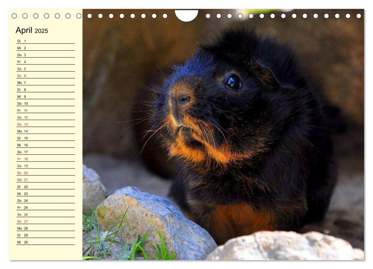 Bild: 9783435509621 | Meerschweinchen. Geliebte Nager (Wandkalender 2025 DIN A4 quer),...