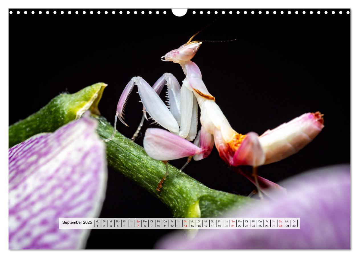 Bild: 9783457149959 | Die Orchideen Gottesanbeterin (Wandkalender 2025 DIN A3 quer),...