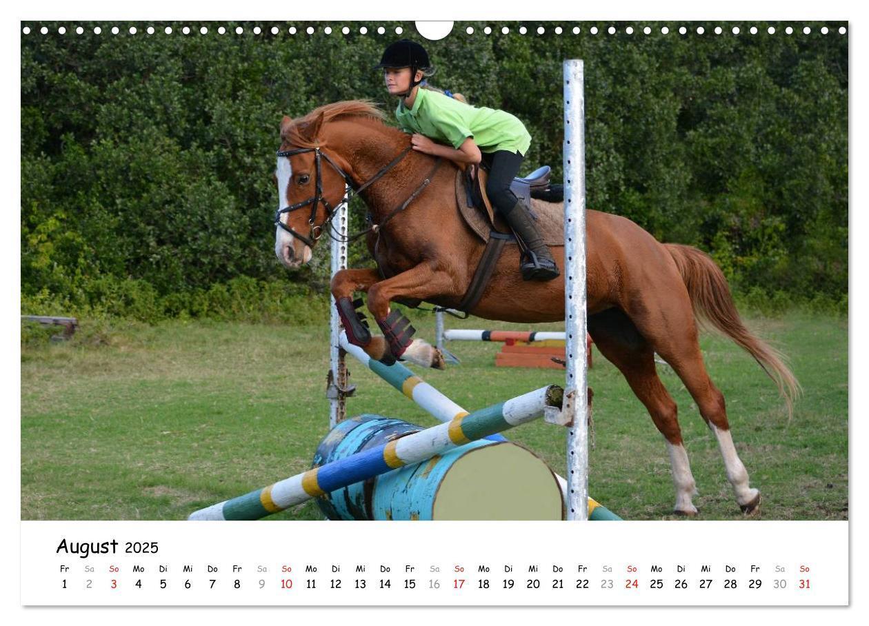 Bild: 9783435606481 | Pony Springreiten (Wandkalender 2025 DIN A3 quer), CALVENDO...