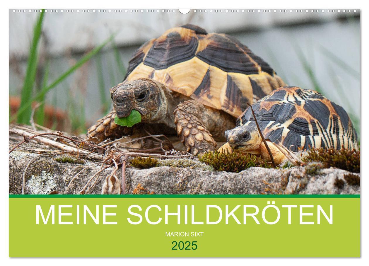 Cover: 9783435315055 | Meine Schildkröten (Wandkalender 2025 DIN A2 quer), CALVENDO...