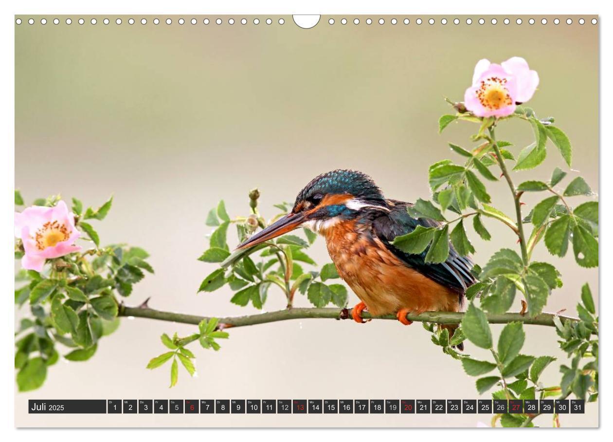 Bild: 9783435823130 | Der Eisvogel (Wandkalender 2025 DIN A3 quer), CALVENDO Monatskalender