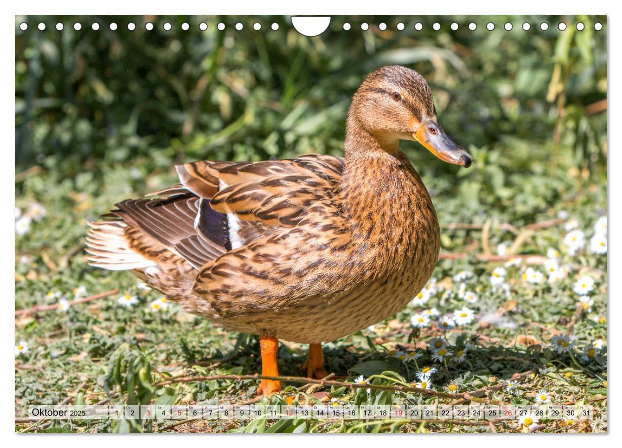 Bild: 9783435116225 | Wunderschöne Stockenten - Europäische Wasservögel (Wandkalender...