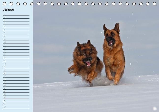 Bild: 9783660367836 | Der Schäferhunde-Geburtstagskalender (Tischkalender immerwährend...