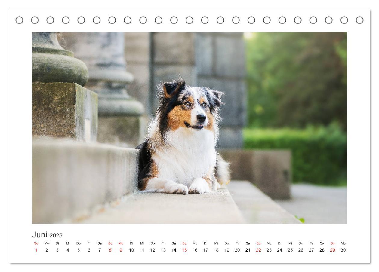 Bild: 9783435179954 | Herzensaussies - Australian Shepherd (Tischkalender 2025 DIN A5...