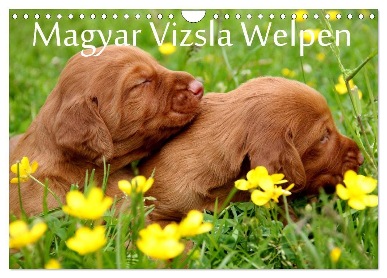 Cover: 9783435767625 | Magyar Vizsla Welpen (Wandkalender 2025 DIN A4 quer), CALVENDO...