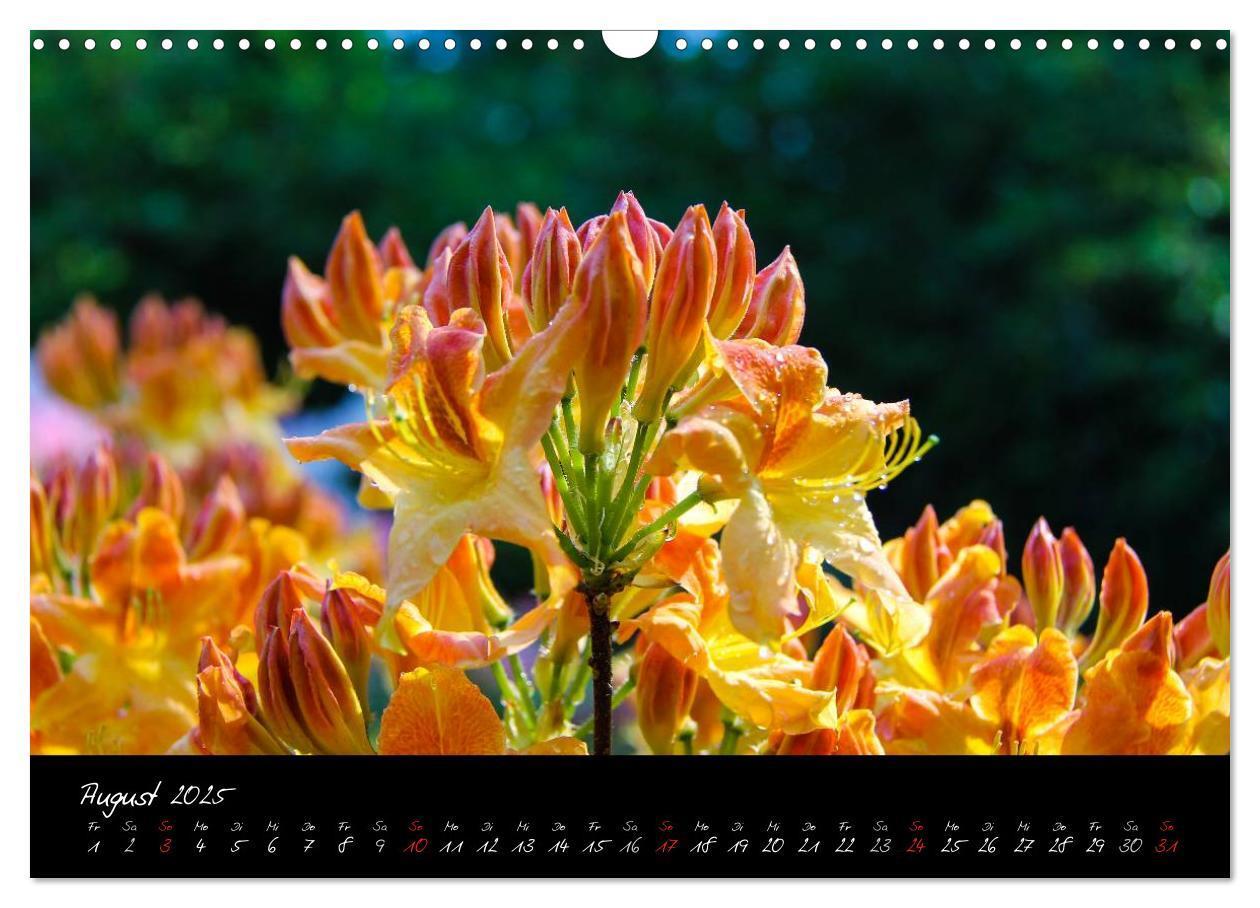 Bild: 9783435775767 | Butchart Gardens 2025 (Wandkalender 2025 DIN A3 quer), CALVENDO...