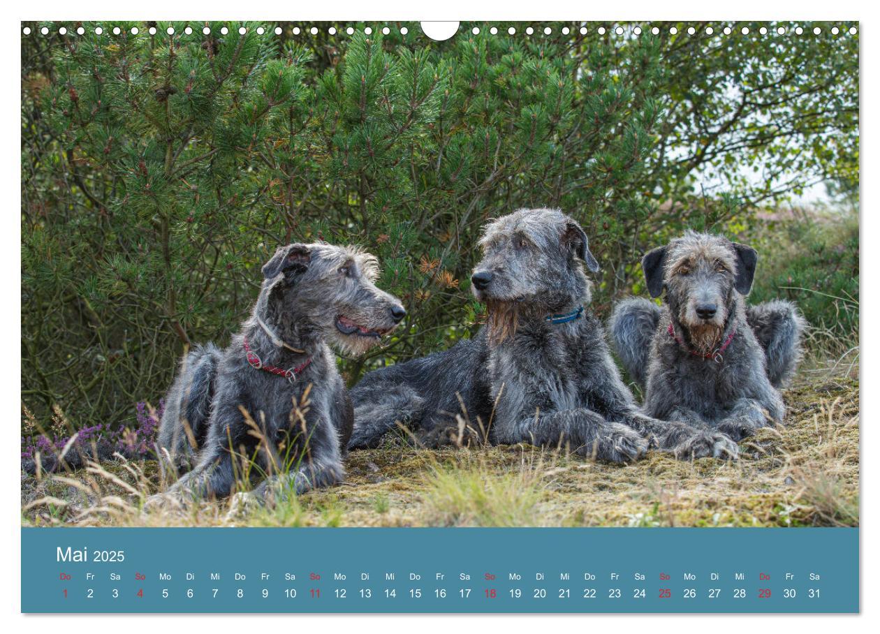 Bild: 9783435425181 | Irische Wolfshunde (Wandkalender 2025 DIN A3 quer), CALVENDO...