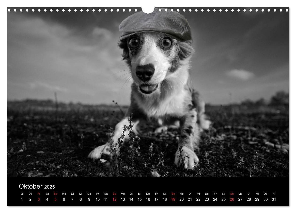 Bild: 9783435781096 | Hütehunde (Wandkalender 2025 DIN A3 quer), CALVENDO Monatskalender