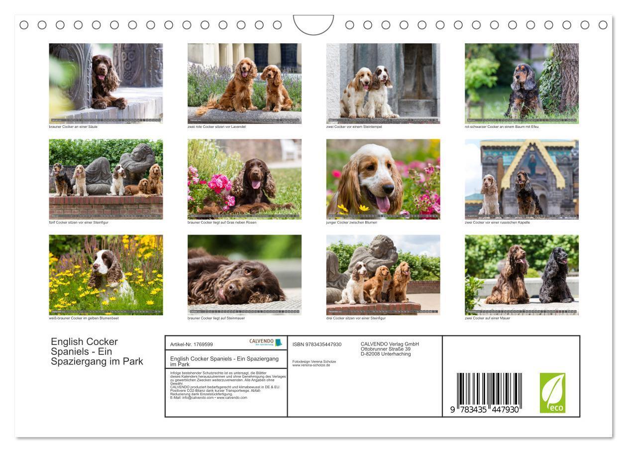 Bild: 9783435447930 | English Cocker Spaniels - Ein Spaziergang im Park (Wandkalender...