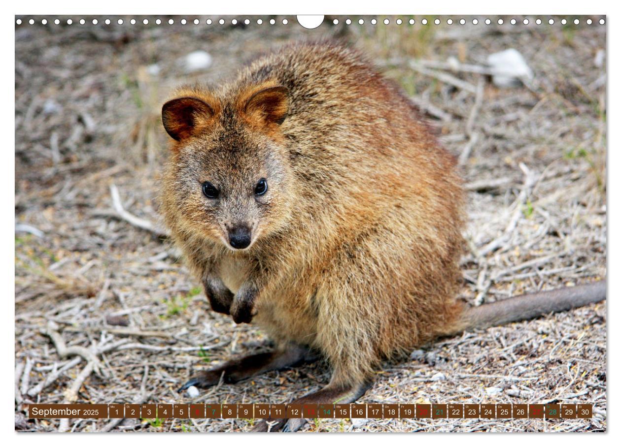 Bild: 9783383864384 | Big Five Australiens Buckelwal, Walhai, Orca, Quokka,Känguru...