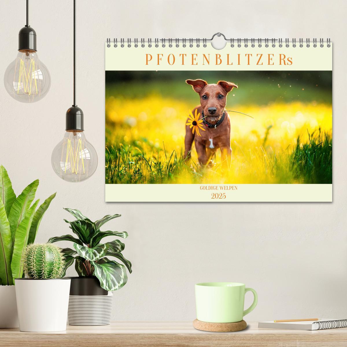 Bild: 9783457207055 | Pfotenblitzers Goldige Welpen (Wandkalender 2025 DIN A4 quer),...