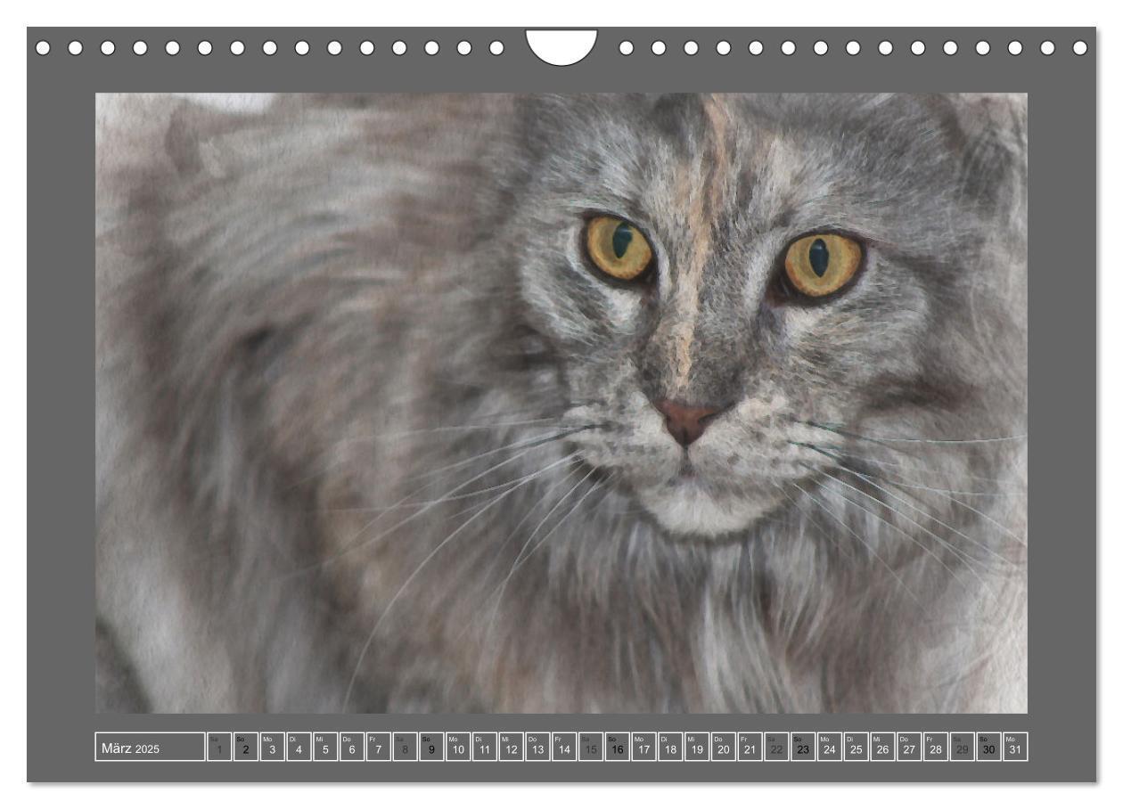 Bild: 9783435024506 | Maine Coon Aquarelle (Wandkalender 2025 DIN A4 quer), CALVENDO...