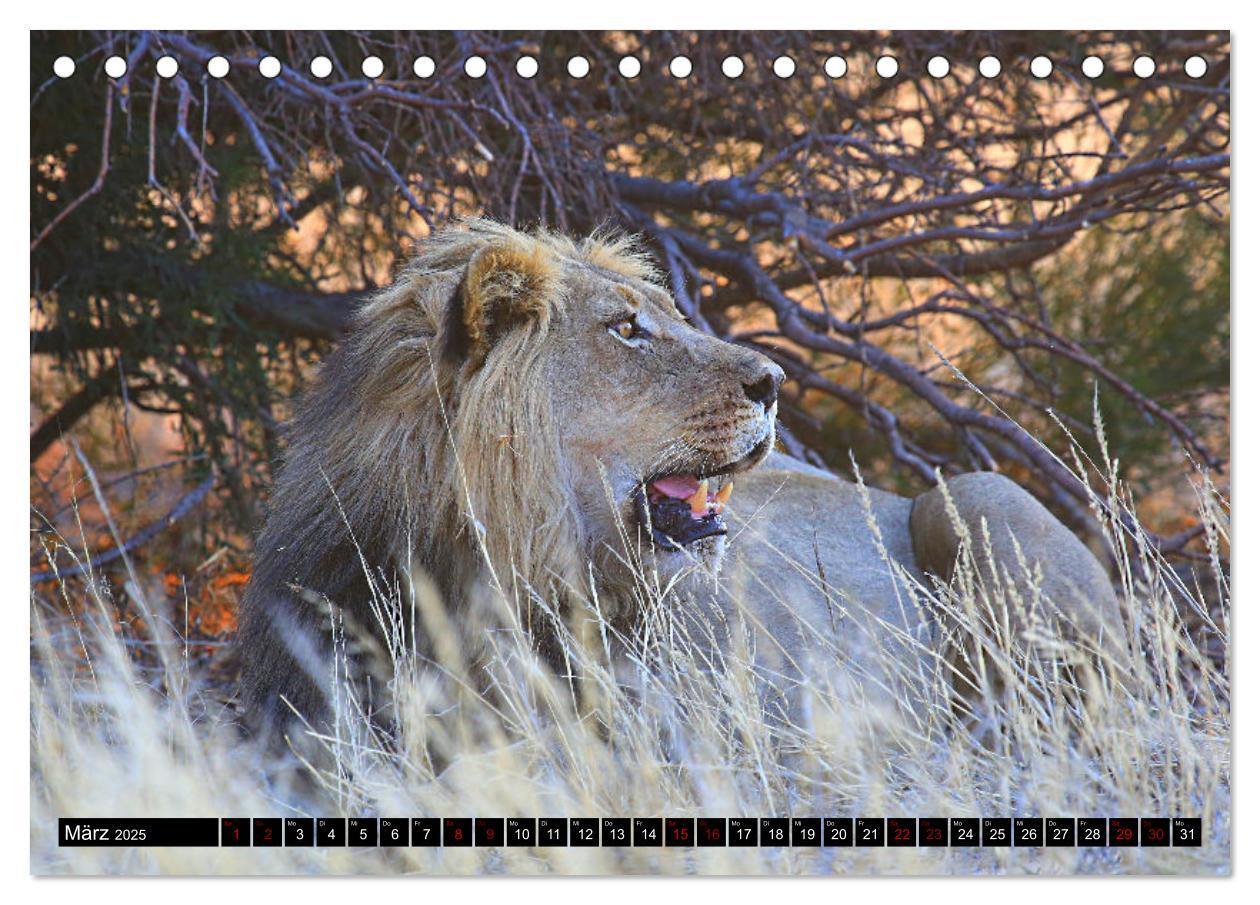 Bild: 9783383920851 | Auf Pirschfahrt im Kgalagadi Transfrontier Park (Tischkalender 2025...