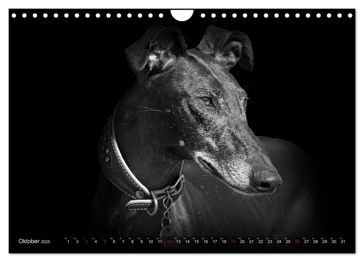 Bild: 9783383824074 | Galgo Español - der spanische Windhund 2025 (Wandkalender 2025 DIN...