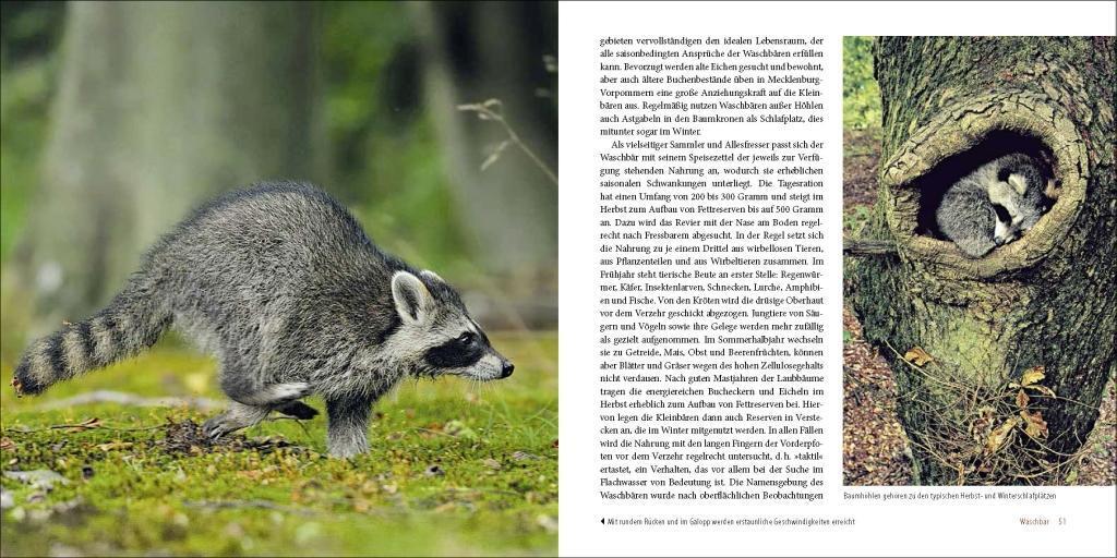 Bild: 9783942477611 | Räuber in heimischen Wäldern | Fuchs, Dachs, Marderhund und Waschbär