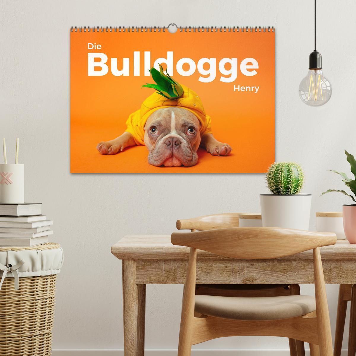 Bild: 9783457182680 | Die Bulldogge Henry (Wandkalender 2025 DIN A3 quer), CALVENDO...